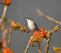Lesser whitethroat (Sylvia curruca), a summer migrant, perched on a branch, near Bandipur Tiger Reserve, Karnataka, India.