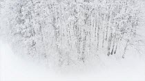 Aerial tracking shot of frozen trees during a snowstorm, Zabljak, Montenegro, February.