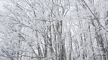 Aerial tracking shot of frozen tree canopy during a snowstorm, Zabljak, Montenegro, February.