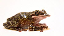 Yucatecan casque-headed treefrog (Triprion petasatus) profile, Houston Zoo. Captive.