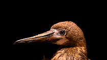 Red footed booby (Sula sula) juvenile portrait of head looking around. Captive.