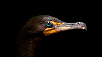 Florida cormorant (Phalacrocorax auritus floriduanus) close up profile of head entering frame, Marathon, Florida. Captive.