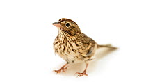 Vesper sparrow (Pooecetes gramineus) hopping out of frame, Iowa Bird Rehab Center. Captive.