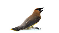 Cedar waxwing (Bombycilla cedrorum) panting before turning around and flying off. Captive.