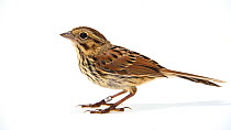 Song sparrow (Melospiza melodia euphonia) juvenile landing into frame before pecking at ring. Captive.