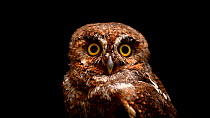 Elf owl (Micrathene whitneyi) mid shot portrait of head, blinking. Captive.