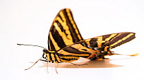 Three-tailed tiger swallowtail butterfly (Papilio pilumnus) perched with wings open, Butterfly Pavilion, Colorado. Captive.