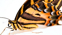 Three-tailed tiger swallowtail butterfly (Papilio pilumnus) perched with wings open, close up, Butterfly Pavilion, Colorado. Captive.