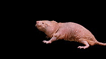 Naked mole rat (Heterocephalus glaber) walking into frame whilst sniffing, Lincoln Children's Zoo. Captive.