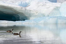 Two Red-throated divers (Gavia stellata) in summer plumage, swimming on lagoon with glacier in background, Fjallsarlon Glacier Lagoon, Iceland. July.