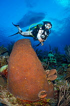 Scuba diver swimming past a large Great star coral (Montastraea cavernosa) on a coral reef, beneath a dive boat, Grand Cayman, Cayman Islands,  Caribbean Sea. January, 2022. Model released.