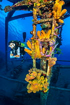 Scuba diver exploring the Kittiwake shipwreck, with dense growth of colourful sponges including Branching tube sponge (Pseudoceratina crassa) and Yellow tube sponge (Aplysina fistularis),Seven Mile Be...