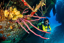 Scuba diver exploring the Kittiwake shipwreck, with dense growth of colourful sponges including Row pore rope sponge (Aplysina cauliformis) and Branching tube sponge (Pseudoceratina crassa), Seven Mil...