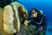 Scuba diver inspecting a large Brain coral (Colpophyllia natans) infected by Stony Coral Tissue Loss Disease (SCTLD), Grand Cayman, Cayman Islands, Caribbean Sea. January, 2022. Model released.