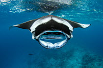 Manta ray (Mobula alfredi) with mouth open, feeding on plankton near the surface, Hanifaru Lagoon, Baa Atoll, Maldives, Indian Ocean.