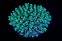 Coral fluorescence (Acropora sp.) at night, under blue light, on a coral reef, Laamu Atoll, Maldives, Indian Ocean.