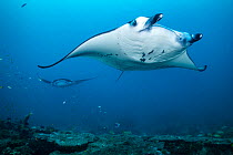 Two Reef manta rays (Mobula alfredi) visiting a cleaning station on a coral reef, Laamu Atoll, Maldives, Indian Ocean.