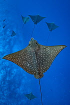 Group of Spotted eagle rays (Aetobatus narinari) swimming above the outer reef drop off, Laamu Atoll, Maldives, Indian Ocean.