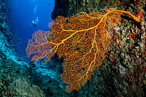 Orange sea fan (Annella sp.) growing in a crack on an outer reef wall, with scuba diver in background,  Laamu Atoll, Maldives, Indian Ocean.