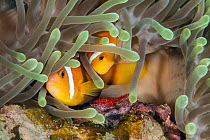 Female Maldives anemonefish (Amphiprion nigripes) laying her eggs beneath an anemone, while the male hovers above waiting to fertilise them, Laamu Atoll, Maldives, Indian Ocean.