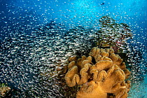 Large aggregation of Glassfish (Apogonidae) swimming around with leather corals (Sarcophyton sp.) on a coral reef, Laamu Atoll, Maldives, Indian Ocean.