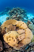 Abundant growth of hard coral including (Porites sp.) and (Acropora sp.) with schools of Blue-green chromis (Chromis viridis) in the background, Laamu Atoll, Maldives, Indian Ocean.