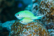 Pair of  Blue-green chromis (Chromis viridis) spawning on a rock on a coral reef, male is the larger fish, Laamu Atoll, Maldives, Indian Ocean.