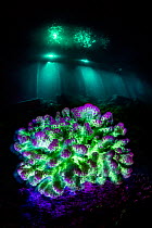 Fluorescent coral (Pocillopora sp.) at night on a coral reef in blue light, with the lights from a resort jetty behind, Laamu Atoll, Maldives, Indian Ocean.