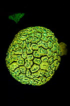 Fluorescent coral (Lobophyllia hemprichii) at night on a coral reef in blue light. Laamu Atoll, Maldives, Indian Ocean.
