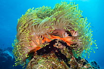 Pair of Maldives anemonefish (Amphiprion nigripes) nestled in a Magnificent sea anemone (Heteractis magnifica), Laamu Atoll, Maldives. Indian Ocean.