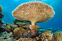 Table coral (Acropora sp.) growing on a coral reef with a Regal angelfish (Pygoplites diacanthus) passing by, Laamu Atoll, Maldives, Indian Ocean.