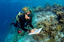 Marine biologists surveying fish species, composition and numbers on a coral reef, Six Senses House Reef, Laamu Atoll, Maldives, Indian Ocean. November, 2021.