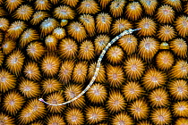 Reeftop pipefish (Corythoichthys haematopterus) swimming over hard coral (Diploastrea heliopora), Laamu Atoll, Maldives, Indian Ocean.