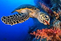 Hawksbill turtle (Eretmochelys imbricata) feeding on red soft coral (Dendronepthya sp.) on a coral reef, Ras Mohammed National Park, Sinai, Egypt, Red Sea.