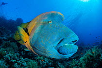 Napoleon wrasse (Cheilinus undulatus) swimming over a coral reef, Ras Mohammed National Park, Sinai, Egypt, Red Sea.