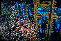 Schools of Glassfish (Parapriacanthus ransonneti) swimming through the inside of the wreck of the SS Carnatic, Abu Nuhas Reef, Egypt, Red Sea.