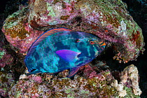 Dusky parrotfish (Scarus niger) sleeping on a coral reef at night. Sharm El Sheikh, Egypt, Red Sea.