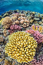 Hard coral (Pocillopora sp.), (Acropora sp.) and (Porites sp.) garden in shallow water, Jackson Reef, Sinai, Egypt, Red Sea.