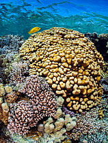 Female Slingjaw wrasse (Epibulus insidiator) swimming over hard corals (Pavona sp.), (Porites sp.) and (Pocillopora sp.) in shallow water, Jackson Reef, Sinai, Egypt, Red Sea.