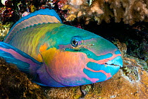 Male Bullethead parrotfish (Chlorurus sordidus) with a Cave cleaner shrimp (Urocaridella sp.) on its head, sleeping in a crevice in a coral reef, at night,  Sharm El Sheikh, Egypt, Red Sea.