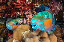 Two male Bullethead parrotfish (Chlorurus sordidus), one with a Cave cleaner shrimp (Urocaridella sp) on its nose, sleeping in crevices in a coral reef at night.  Sharm El Sheikh, Egypt, Red Sea.