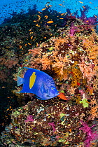Yellowbar angelfish / Goldbar angelfish (Pomacanthus maculosus) on a coral reef with colourful soft corals (Dendronephthya sp.) and (Scleronephthya sp.), a Coral grouper (Cephalopholis miniata) and An...