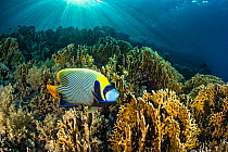 Male Emperor angelfish (Pomacanthus imperator) swimming over garden of Fire corals (Millepora sp.) in morning sunshine, Ras Mohammed National Park, Sinai, Egypt, Red Sea.