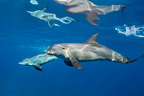 Two Indian Ocean bottlenose dolphins (Tursiops aduncus) swimming  just below the surface, Gubal Island, Egypt, Red Sea.
