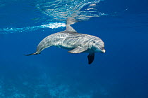 Indian Ocean bottlenose dolphin (Tursiops aduncus) swimming close to surface, Gubal Island, Egypt, Red Sea.