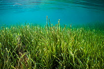 Eelgrass (Zostera marina) meadow in shallow water, Swanage, Dorset, England, UK English Channel. July.
