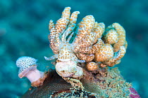 Solar-powered nudibranch (Phyllodesmium longicirrum) feeding on Leather corals (Sarcophyton sp.) with a Black-spotted egg cowrie (Calpurnus verrucosus) in background, Ambon Bay, Maluku Archipelago, In...