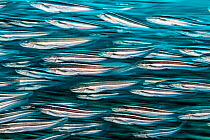 School of Striped catfish (Plotosus lineatus) swimming over seabed, Ambon Bay, Maluku Archipelago, Indonesia. Banda Sea.