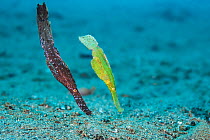 Pair of Robust ghost pipefish (Solenostomus cyanopterus) moving over the seabed disguised as blades of seagrass, with female on the right, Ambon Bay, Maluku Archipelago, Indonesia, Banda Sea.