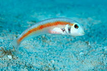 Female Rosy razorfish (Xyrichthys martinicensis) swimming over sandy seabed, Grand Cayman, Cayman Islands, Caribbean Sea.